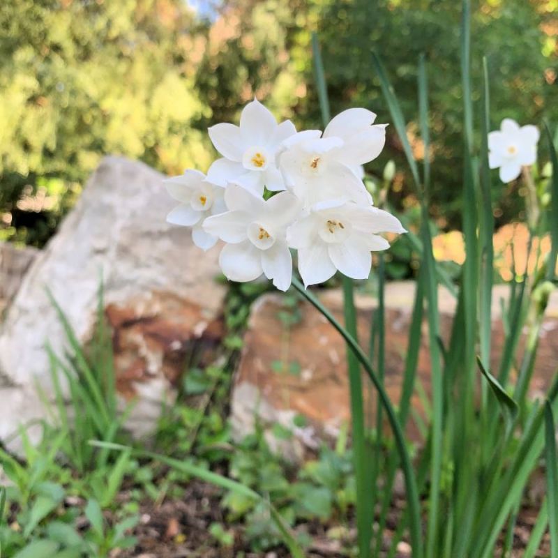 Paperwhite Narcissus Narcissus papyraceus